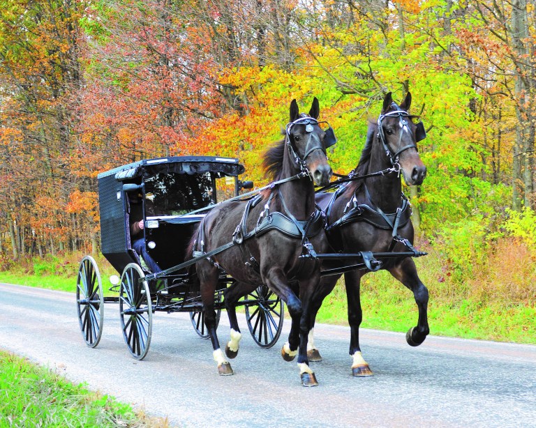 A Double Driving Harness with new, breast-style surrey rigging, by Bowman Harness of Millersburg, Ohio.