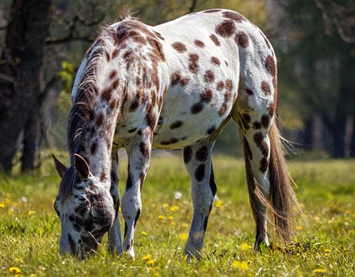 Equine Info Exchange