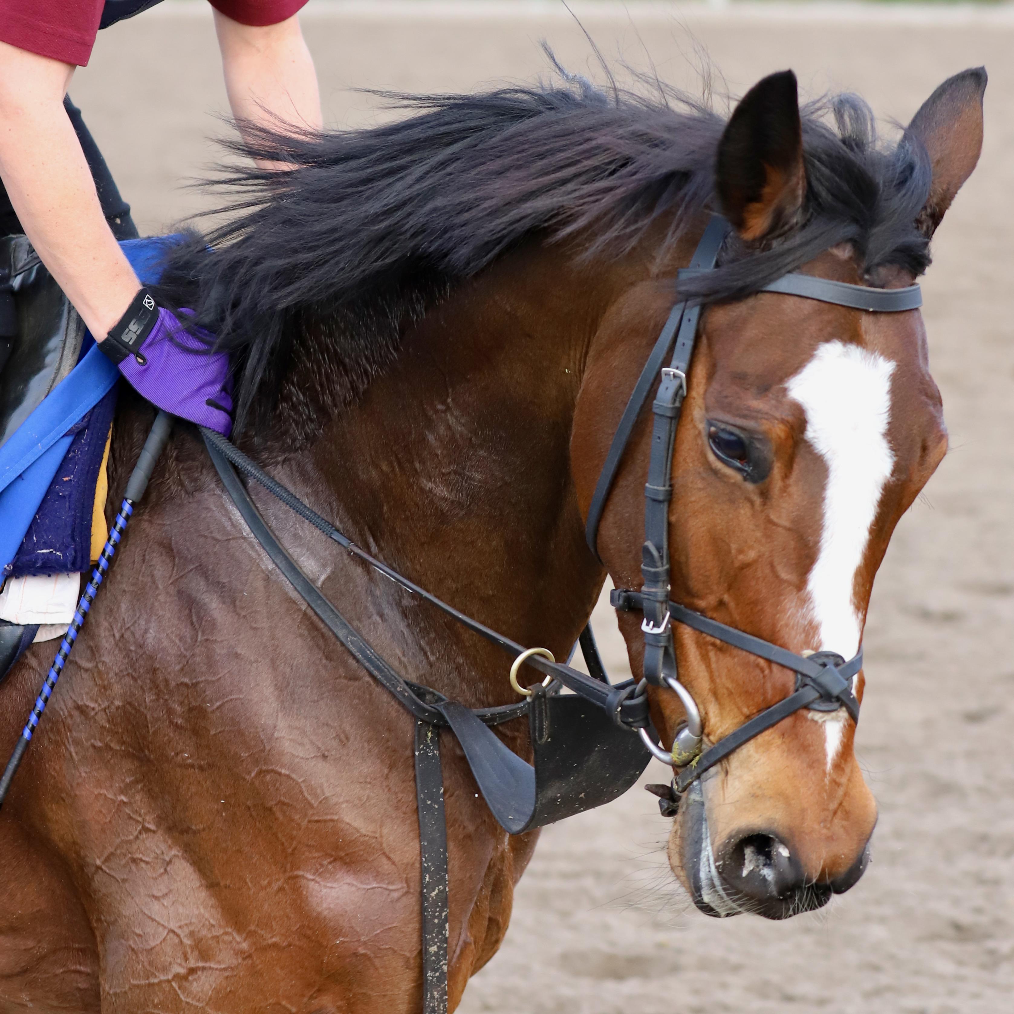 (Penelope P. Miller/America's Best Racing)