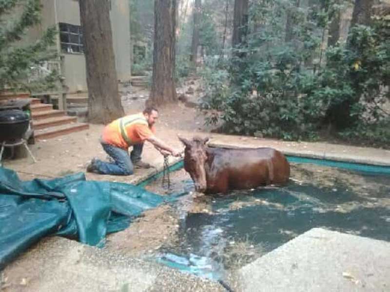 Paradise Camp Fire Horse Rescue