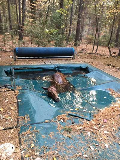 Paradise Camp Fire Horse Rescue