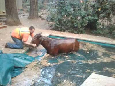 Paradise Camp Fire Horse Rescue