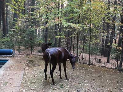 Paradise Camp Fire Horse Rescue