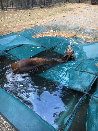 Paradise Camp Fire Horse Rescue