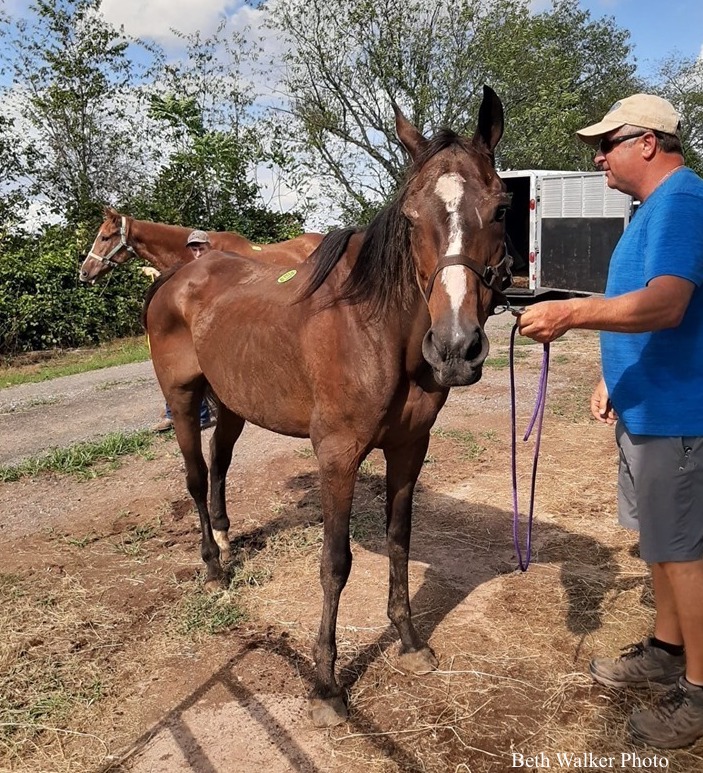 Tack Room after her rescue from the pen