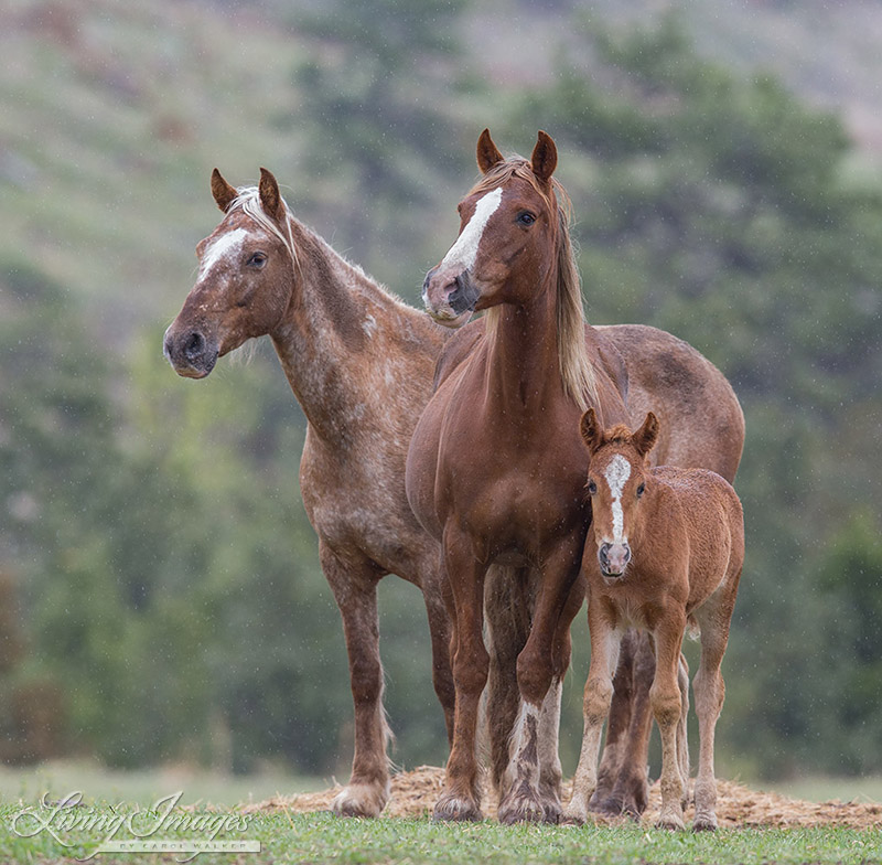 Galloping to Freedom