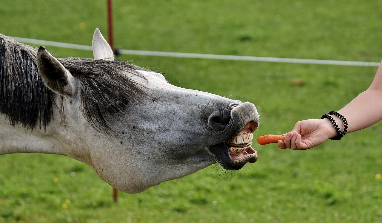 Equine Info Exchange