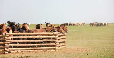 Mongolian herdsmen teach us horsemanship skills handing down from the time of Ghenghis Khan. © Gobi Desert Cup