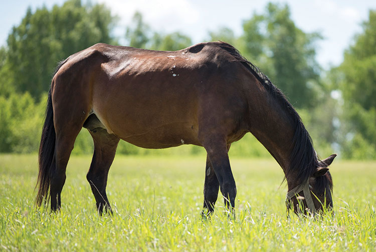 Equine Info Exchange