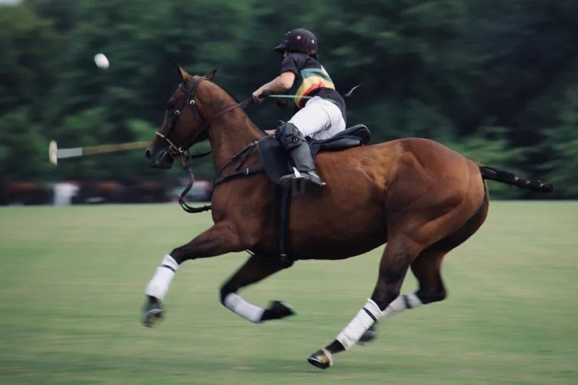 Polo horse galloping Source: Canva