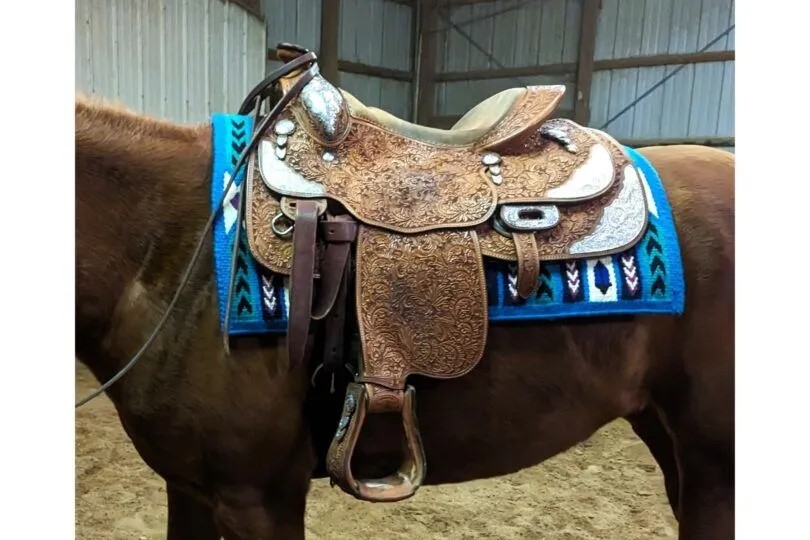 Blue ribbon show saddle on horse Source: Horse Rookie