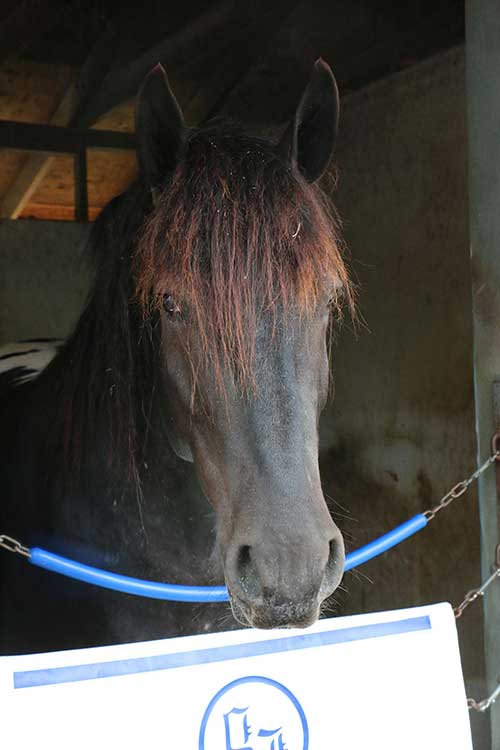 Red highlights in his forelock. (Julie June Stewart photo)