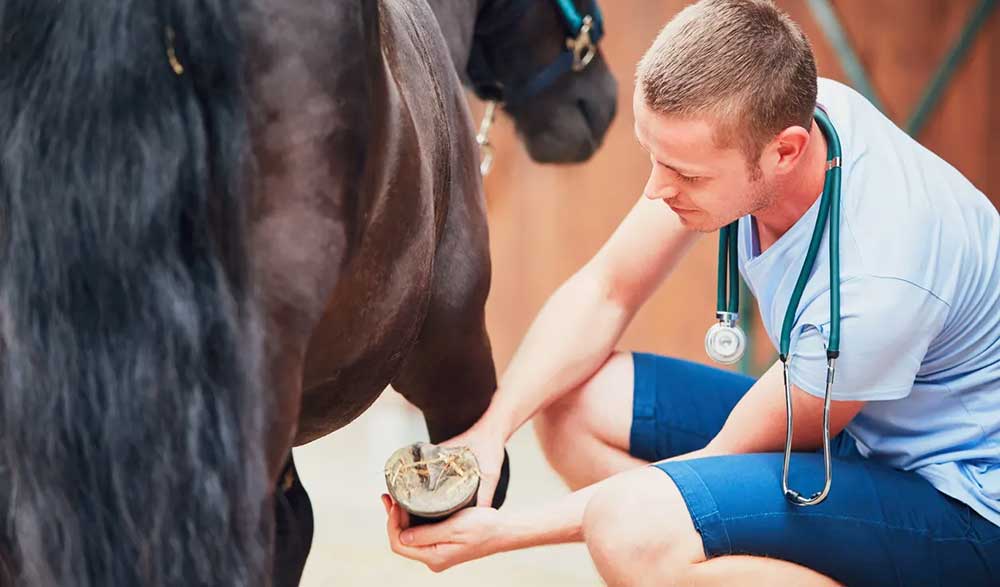 Laminitis: A Year-Round Concern (photo courtesy of Haygain)