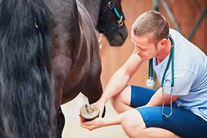 Laminitis: A Year-Round Concern (photo courtesy of Haygain)