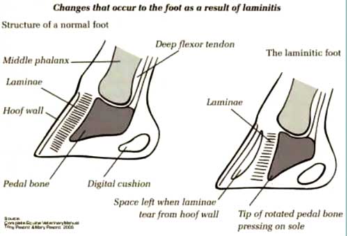 hoof diagram