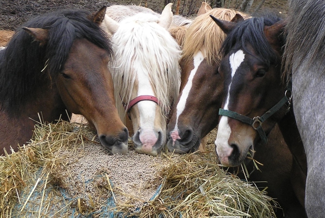 Choose Hemp Instead of Soy for Your Horse!