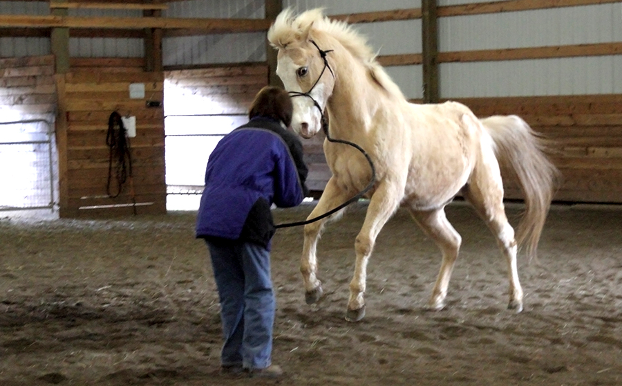 Photo courtesy of Holistic Horse Academy