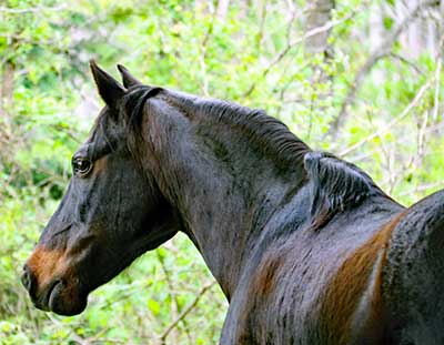 The Horse Cure, Horse and Rider Books