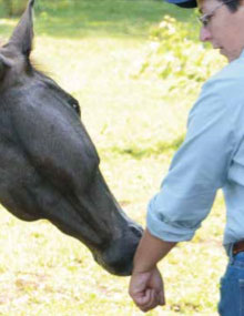 Horse Speak: The Equine-Human Translation Guide