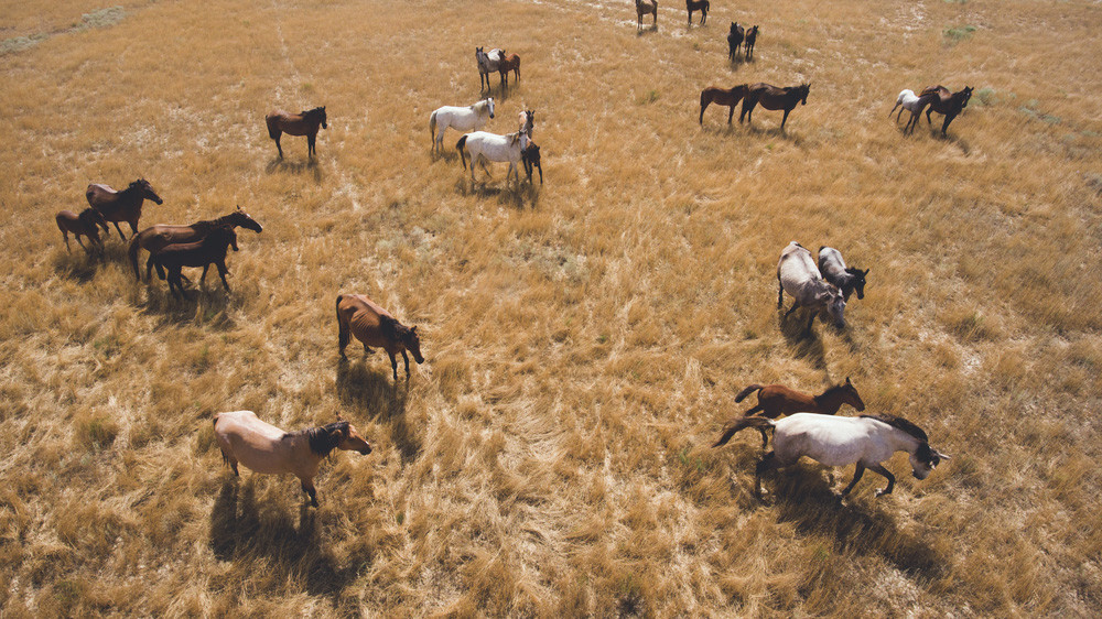 Drones: Too much like a horrendous horsefly?