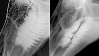 Normal teeth (left) and wave mouth (right). Photo courtesy of Dr. James Brown.