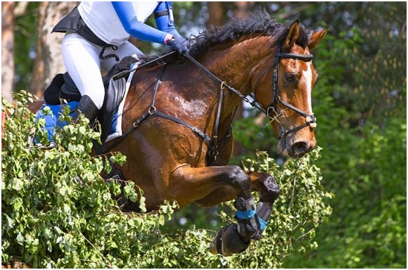 Exercising and Training Horses in Hot Weather