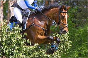 Exercising and Training Horses in Hot Weather