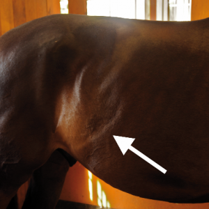 Stress Lines – constant muscular contraction resulting in incorrect definition at the flank. This can be caused by a saddle sitting on the withers or one that presses down on the spinal column.