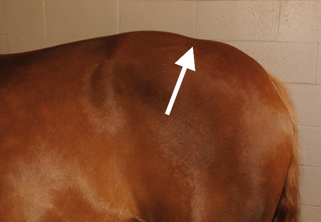 Dip at the Croup – The muscular development at the loins here was due to a gullet channel that was too narrow. You don’t want this “dip” at the croup but rather a nice, evenly rounded rump.