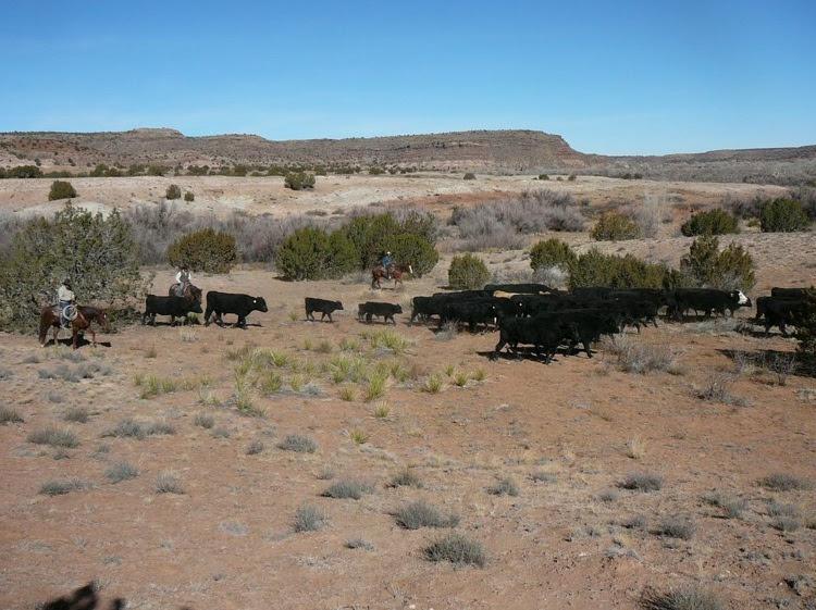 Creek Working Ranch, New Mexico