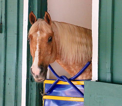 Sunny at Pimlico. (Julie June Stewart photo)