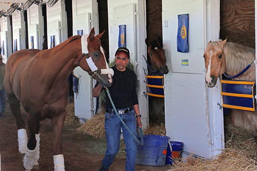 Sunny greeting Solomini at Churchill Downs. (Julie June Stewart photo)