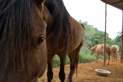 Ketogenic Diet for Horses? Pass