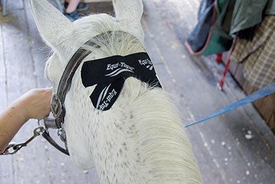 Kinesiology Taping for Horses by Katja Bredlau-Morich