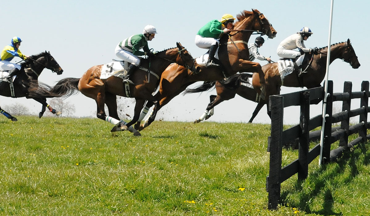 Irish Thoroughbred Ebanour ridden by Gustav Dahl