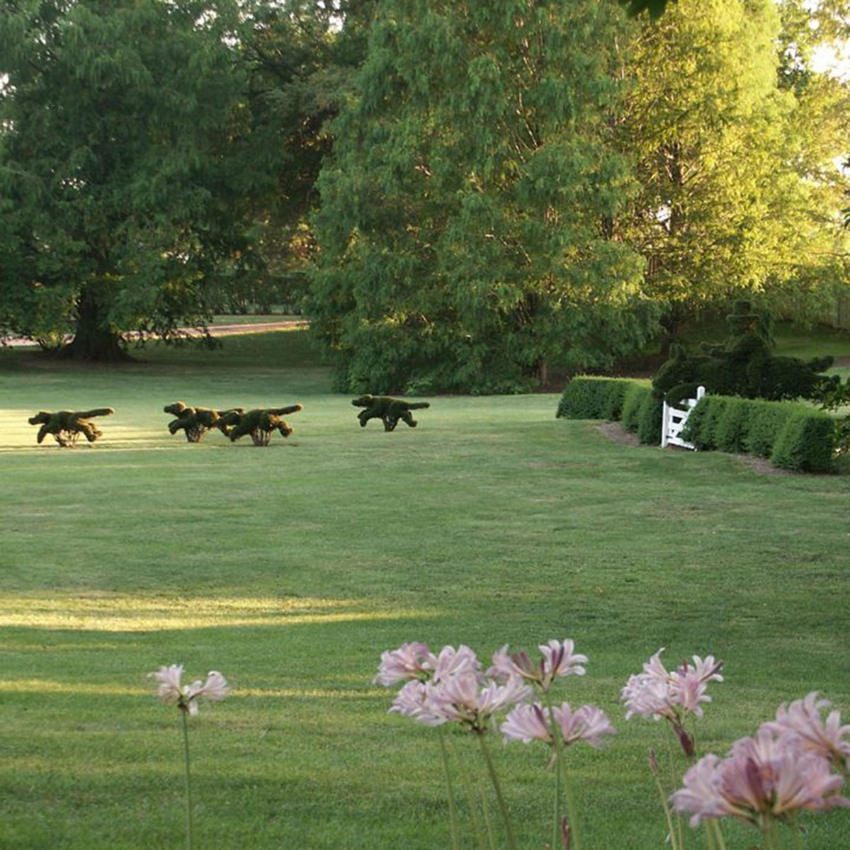 Topiary hunt scene, courtesy of Ladew Topiary Gardens