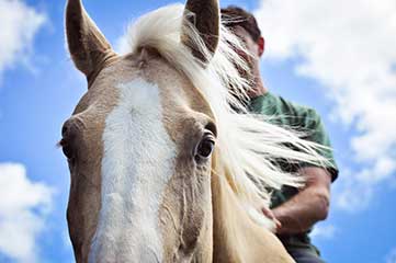 Land of the Horses