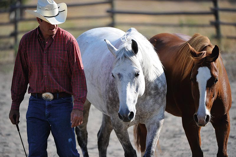 The Art of Liberty Training for Horses by Jonathan Field 