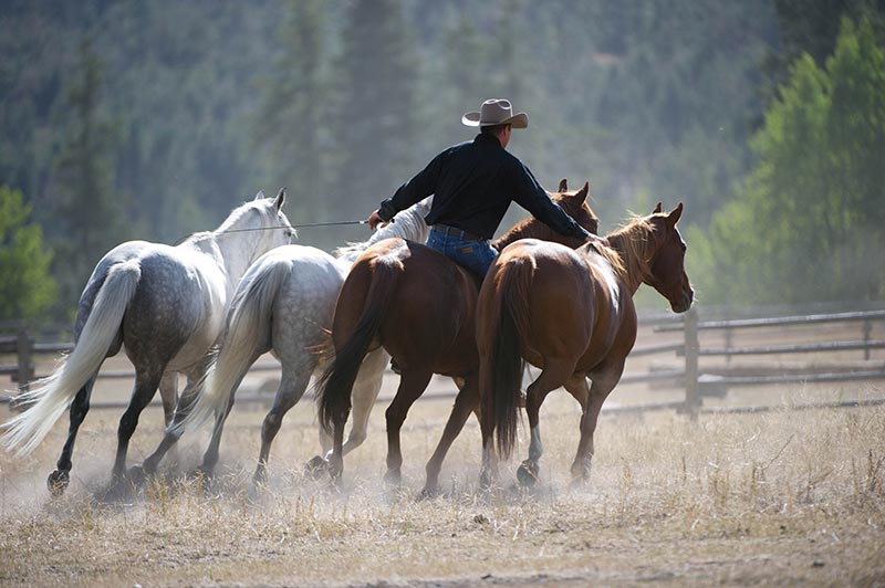 The Art of Liberty Training for Horses by Jonathan Field 