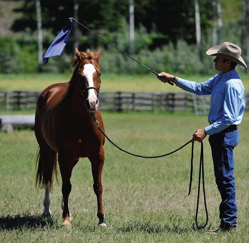 The Art of Liberty Training for Horses by Jonathan Field 