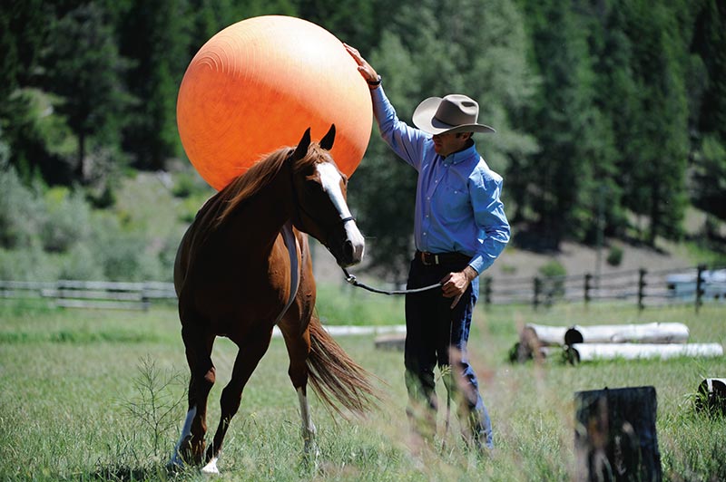 The Art of Liberty Training for Horses by Jonathan Field 