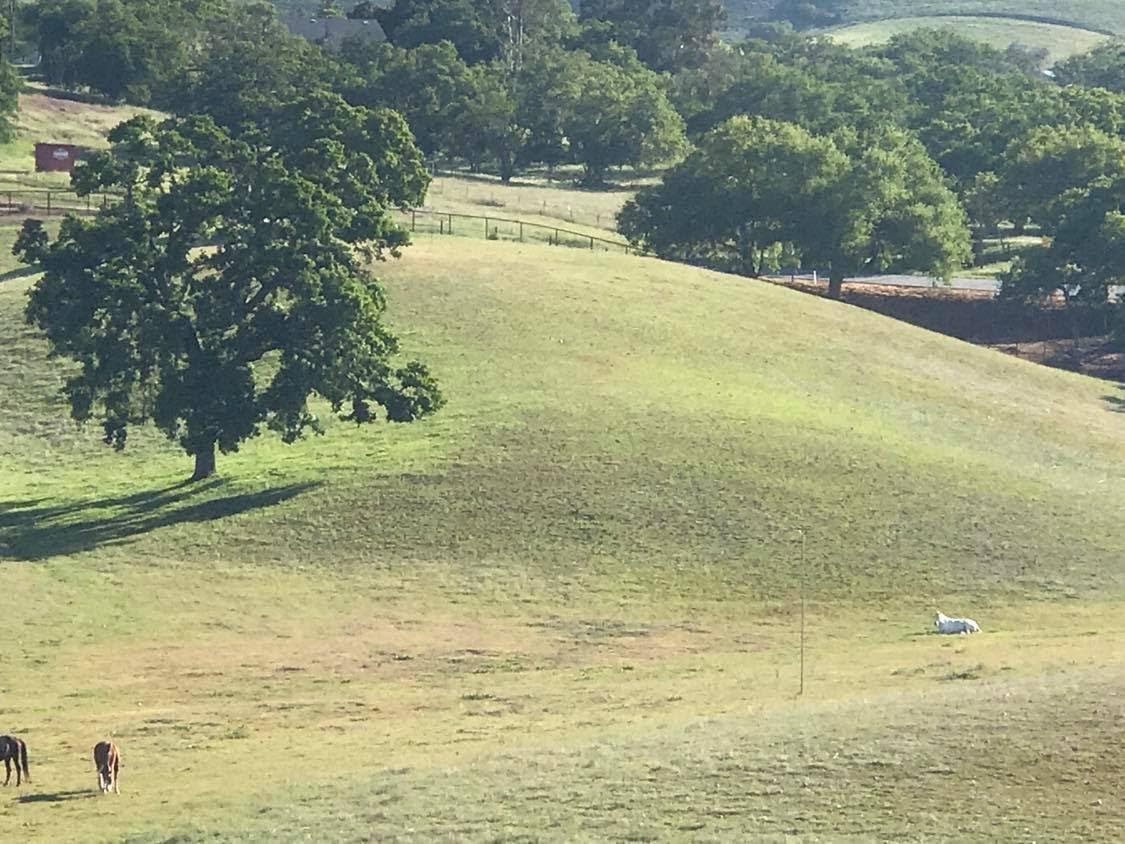 One of the retirement pastures at Asuncíon Valley Farm. Photo courtesy of Lori Johnston