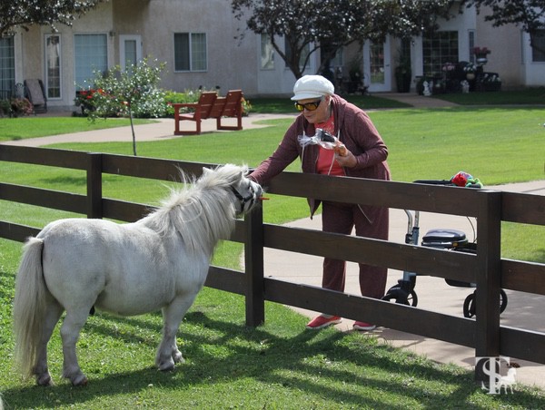 Big Book of Miniature Horses by Kendra Gale