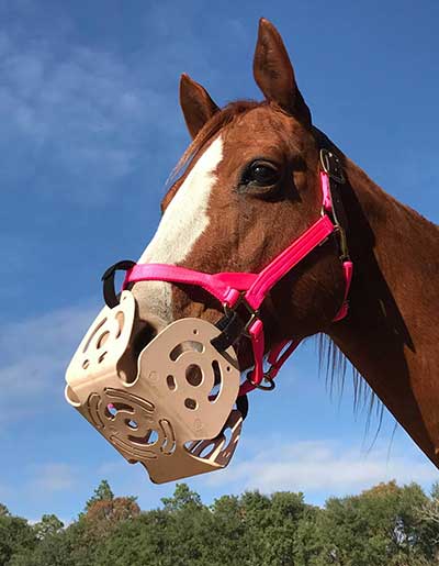 Muzzle Adjustments May Prevent Teeth Damage