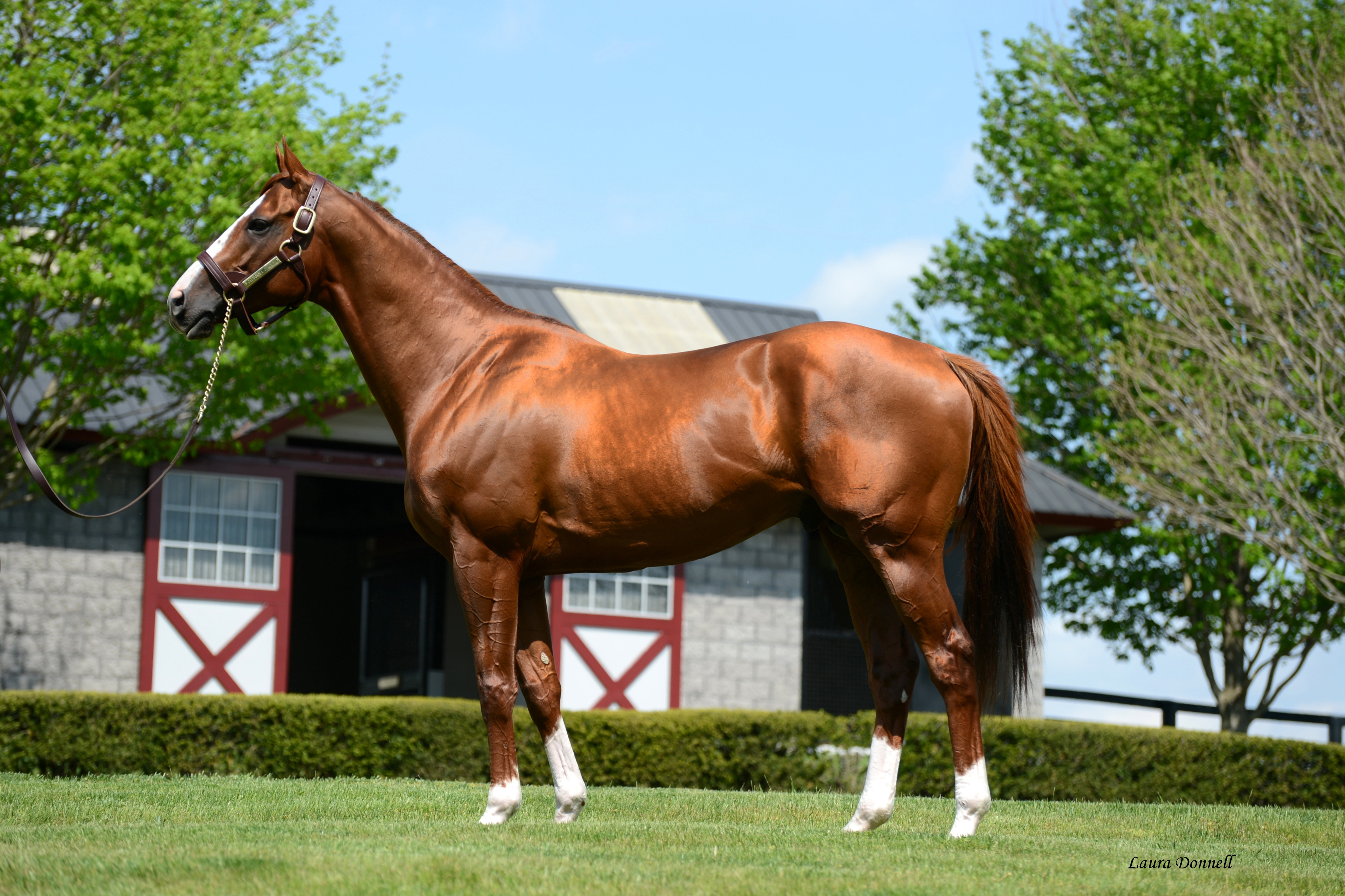 California Chrome © Laura Donnell