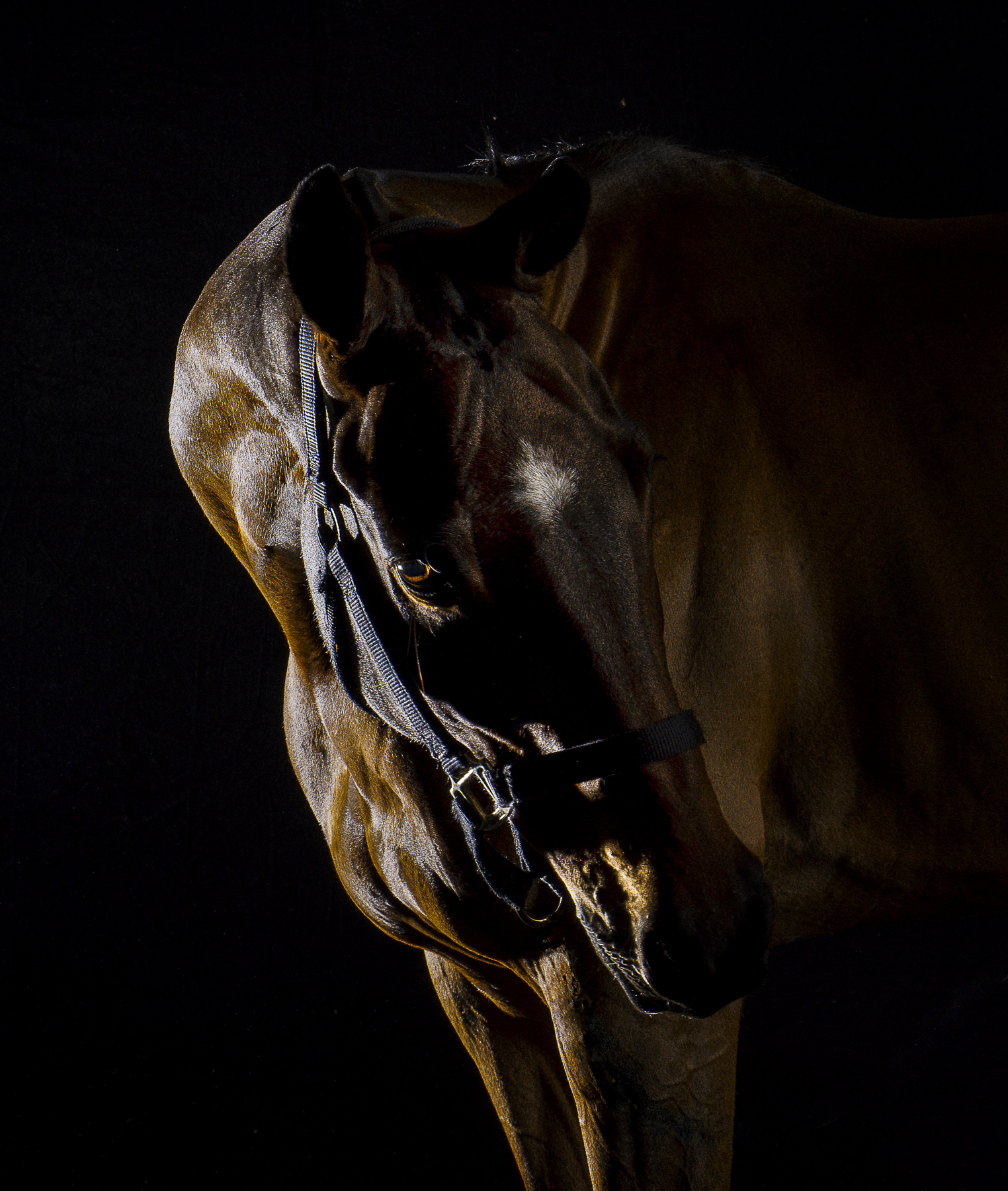 OTTB Tulsa by Enrique Urdaneta