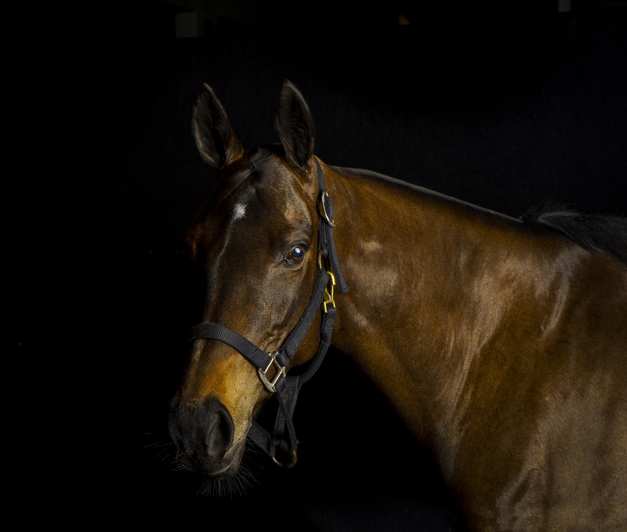 OTTB Sombra by Enrique Urdaneta