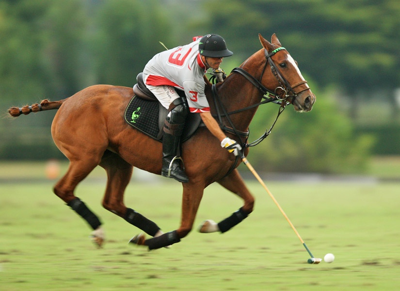 Cohiba, an OTTB horse, by Alex Pacheco