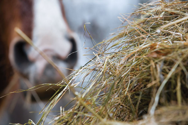 Costs to non-profits of feeding and housing OTTBs has increased with time (Photo courtesy of the Paulick Report)