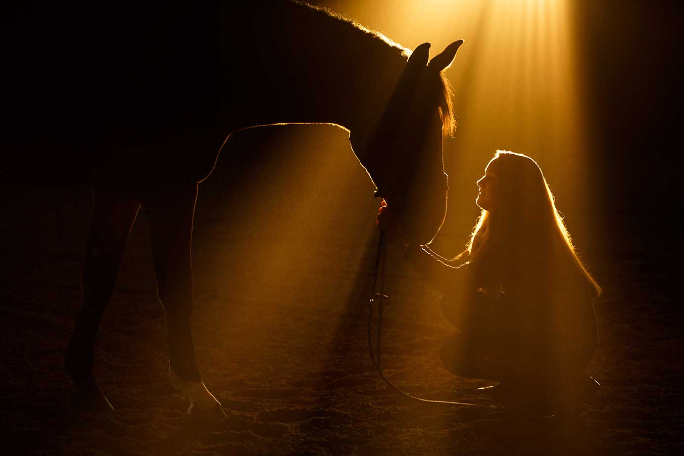 Horses: Portraits & Stories by Shelley Paulson